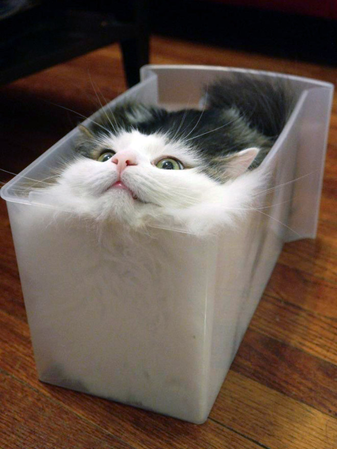 container and a cat