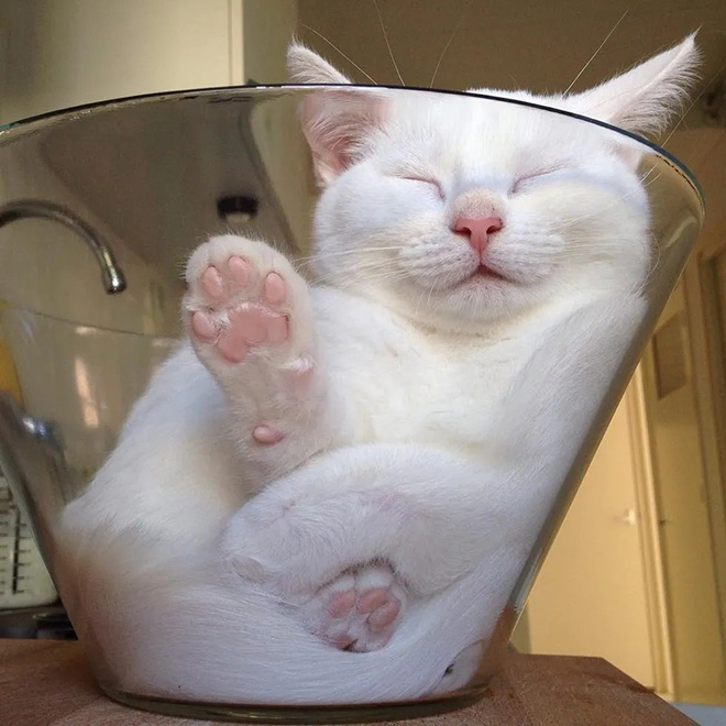 container and a cat
