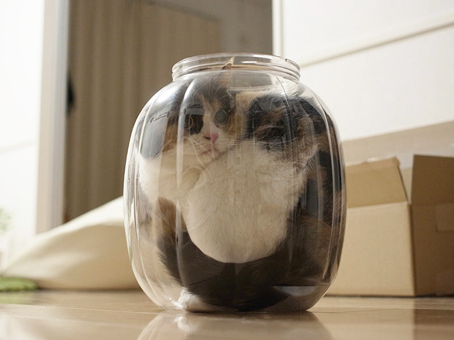 container and a cat
