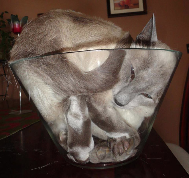 container and a cat