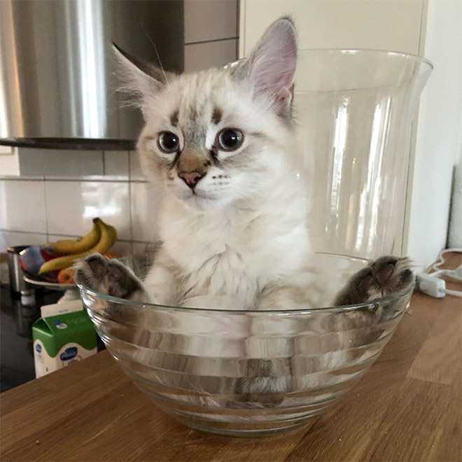 container and a cat