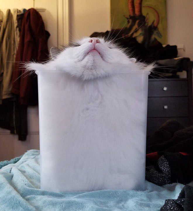 container and a cat